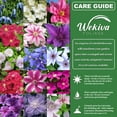 thumbnail image 4 of Clematis Reiman - Live Plant in a 4 Inch Growers Pot - Clematis 'Reiman' - Starter Plants Ready for The Garden - Bold and Beautiful Blue Purple Flowering Vine, 4 of 6