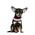 thumbnail image 4 of Collar de cuero con brillantes incrustaciones de cristales para perros y gatitos, 4 of 5