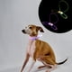 thumbnail image 2 of EeaseMX 2 collares luminosos para perros, prácticos collares LED para mascotas, cordones brillantes para mascotas, 2 of 7