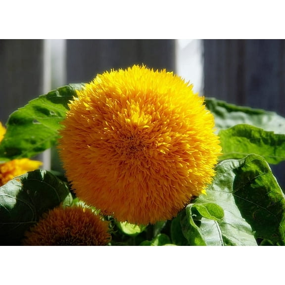 Teddy Bear Sunflower Seeds | 20 Seeds | Exotic Garden Flower | Sunflower Seeds for Planting | Great for Hummingbirds and Butterflies