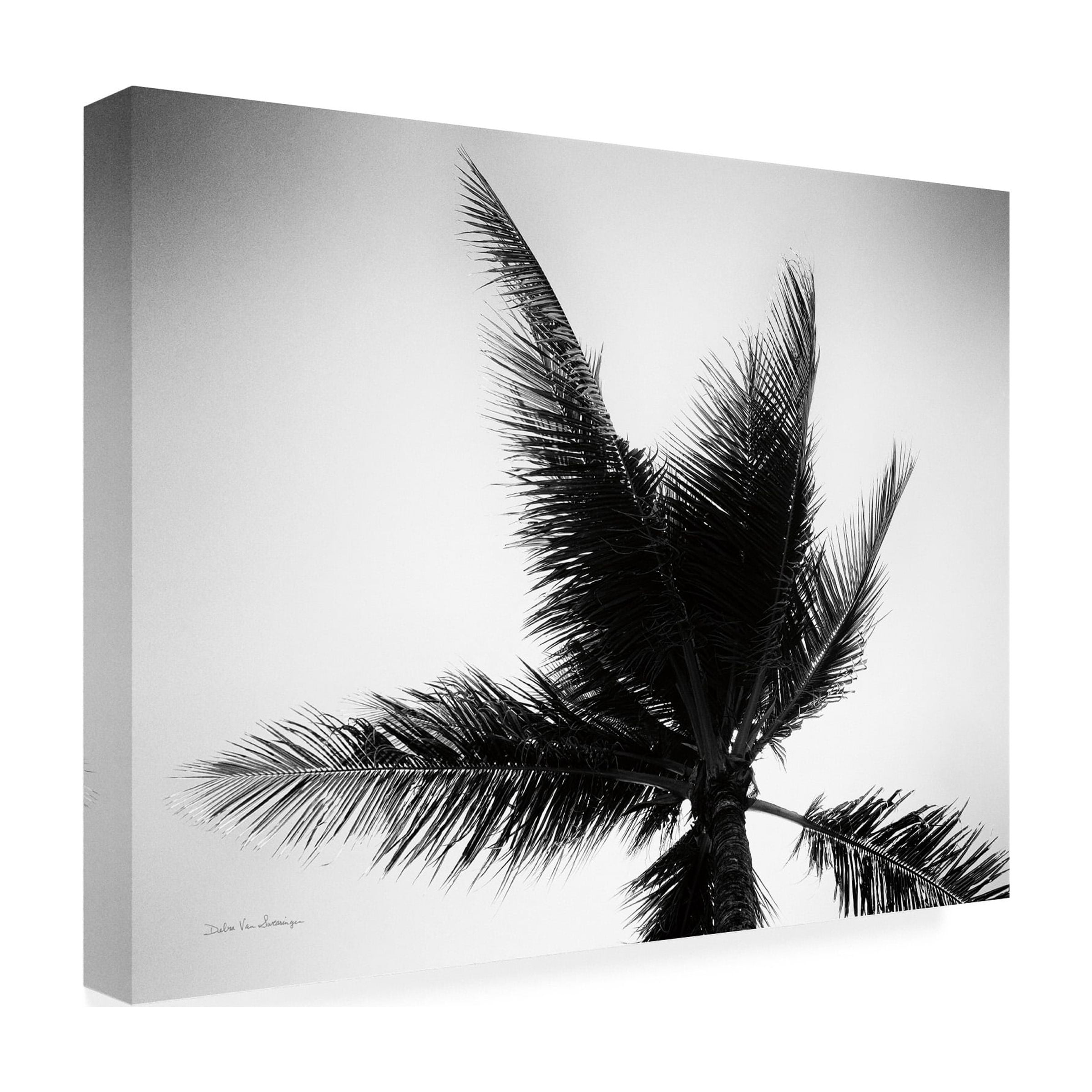 Trademark Fine Art 'Palm Tree Looking Up IV' Canvas Art by Debra Van Swearingen
