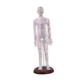 thumbnail image 2 of MERIGLARE Human Body Model Portable Color Coded Markings for Teaching Student Training White Female, 2 of 7