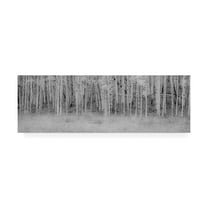 Trademark Fine Art 'Black And White Birch' Canvas Art by Dan Ballard