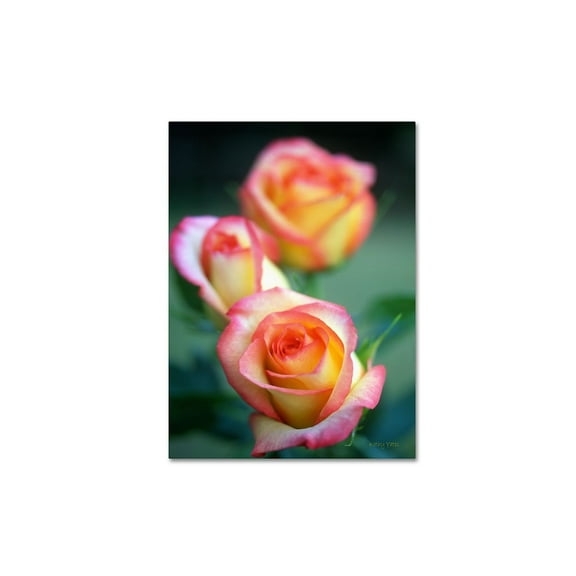 Trademark Fine Art "Rose Trio" Canvas Art by Kathy Yates
