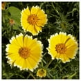 thumbnail image 3 of Everwilde Farms - 2000 Tidy Tips Native Wildflower Seeds - Gold Vault Jumbo Bulk Seed Packet, 3 of 5