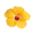 thumbnail image 2 of Yellow Hibiscus White Wall Decal by Wallmonkeys Peel and Stick Graphic (36 in W x 26 in H) WM151255, 2 of 4