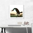 thumbnail image 2 of ARTCANVAS Florida Cormorant Canvas Art Print by John James Audubon - Size: 18" x 18" (1.50" Deep), 2 of 9