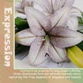 thumbnail image 5 of 6pcs Tiger Lily Artificial Flowers, 15 Inch Faux Lilies Flower with 2 Blooms and 1 Bud, Latex Real Touch Easter Lily Flowers for Home Décor Centerpiece Wedding Bouquet,Deep Purple, 5 of 5
