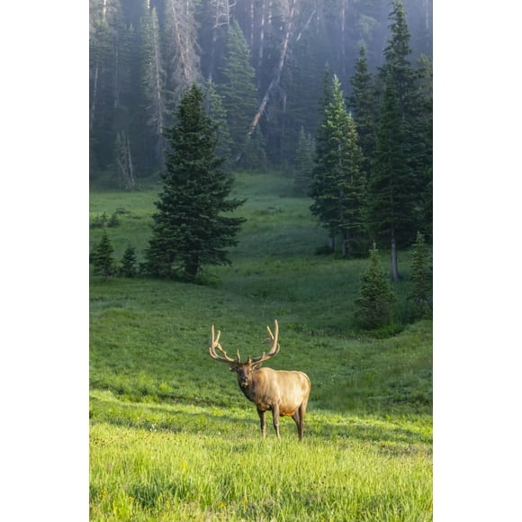 Bull Elk (Cervus canadensis) standing in sunlight in a foggy field; Estes Park, Colorado, United States of America Poster Print by Vic Schendel (12 x 19) # 12680632