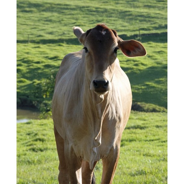 Animal Cattle Roa Boi Field Cow Veal20 Inch By 30 Inch Laminated Poster With Bright Colors And