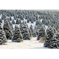 thumbnail image 3 of Grow Your Own CHRISTMAS TREE - Douglas Fir ( Pseudotsuga Menziesii ) Gift Packet of Tree Seeds ., 3 of 10