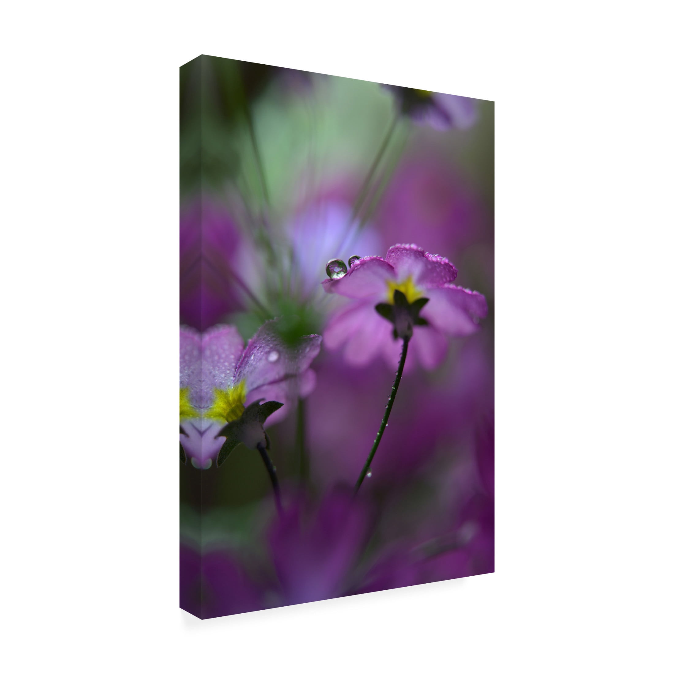 Canvas Wall Art - Heidi Westum 'In Pink Surroundings' Wall Art for Living Room, Bedroom, or Office Décor by Trademark Fine Art - 22 x 32 Inches