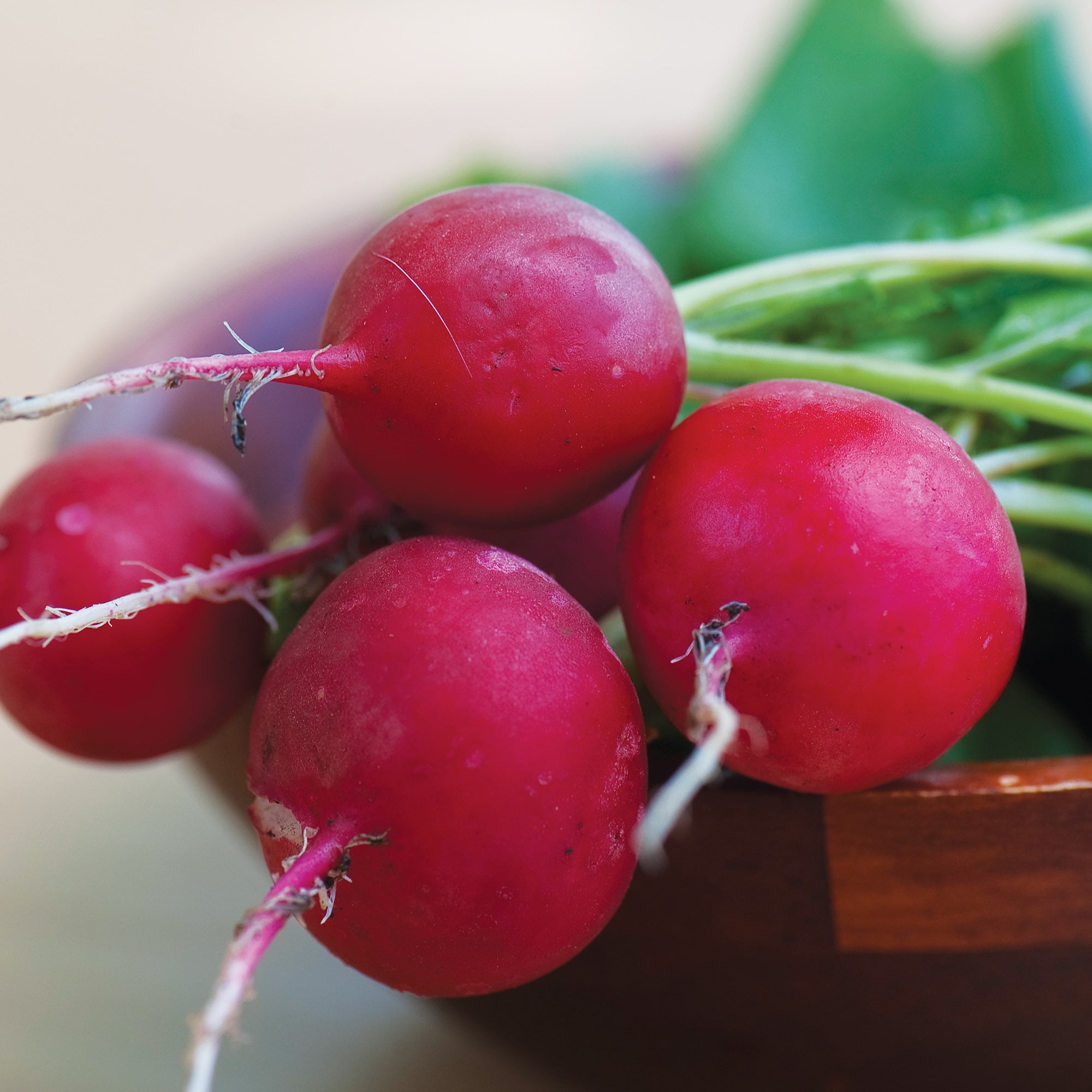 Burpee-Radish, Crimson Giant Seed Packet