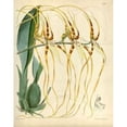 thumbnail image 2 of Orchid, Brassia Arcuigera Poster Print by William Curtis (22 x 28), 2 of 2