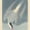 Arctic Tern, variant on Elephant Stock Wood Ibis Wall Art - Vertical Canvas Wall Art - Living Room Wall Decor - Animal Canvas - Beige And Gray Decor By John James Audubon - 34" x 51"