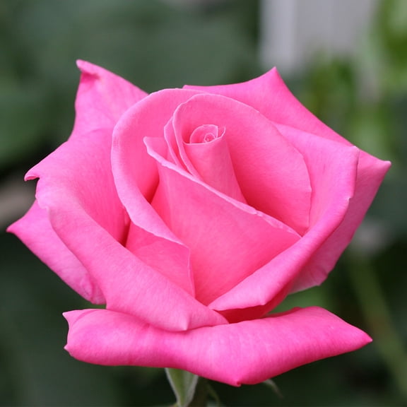 Own-Root One Gallon Perfume Delight Hybrid Tea Rose by Heirloom Roses