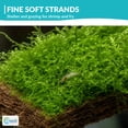 Canton Aquatics Java Moss Live Aquarium Plant, Freshwater, Carpet, 3x5 ...