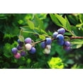 thumbnail image 2 of 3 NELSON NORTHERN HIGHBUSH BLUEBERRY 2 YEAR OLD PLANT, 1 GALLON SIZED PLANT SHIPPED BARE ROOT!, 2 of 3