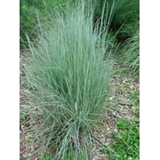 500+ Little Bluestem Seeds American Native Grass, Bunch Grass, Beard Grass