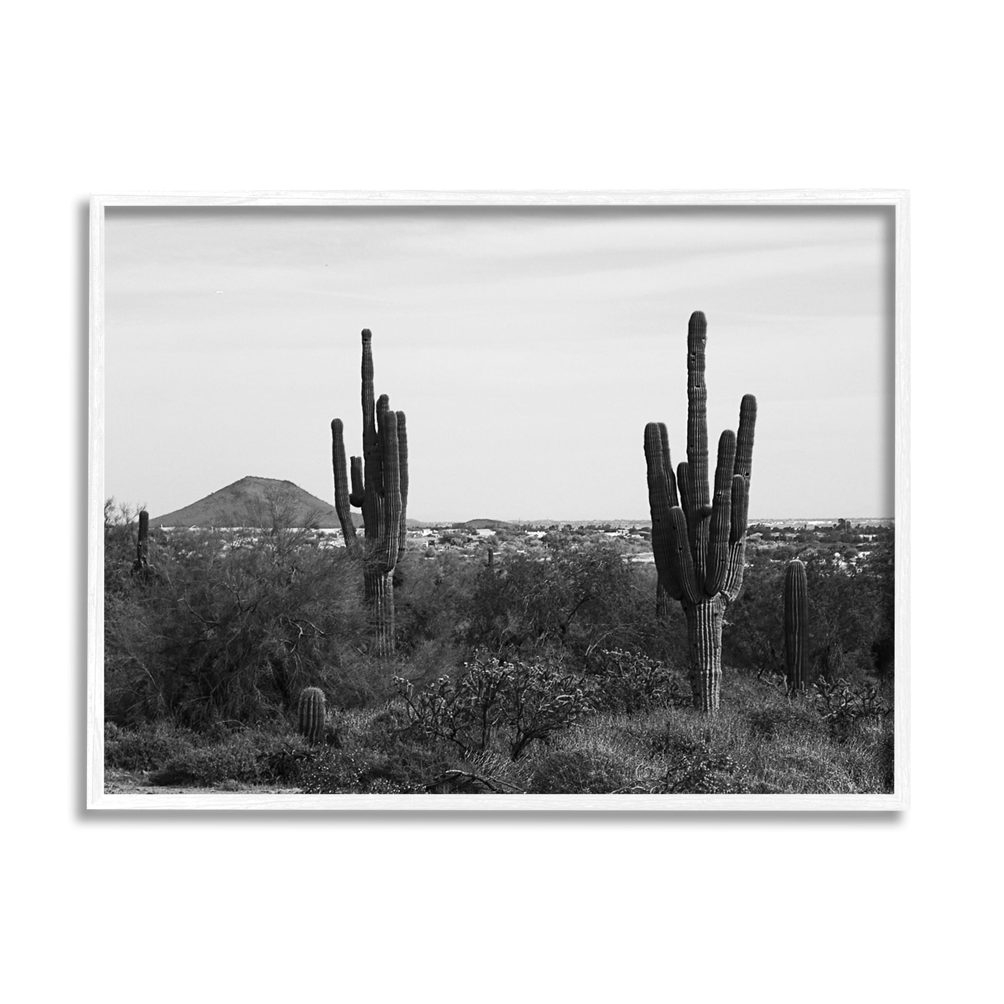 Stupell Industries Desert Cactus Arid Vegetation Monochrome Nature Photography Photograph White Framed Art Print Wall Art, Design by Graffitee Studios