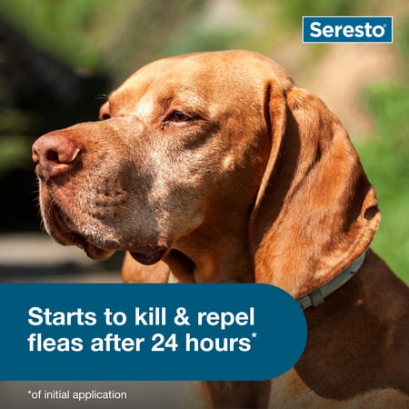 SERESTO FLEA & TICK COLLAR FOR DOGS OVER 18 LBS., VET-RECOMMENDED, 8 MONTH PROTECTION