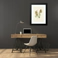 thumbnail image 4 of Mary Vaux Walcott 18x24 Black Modern Framed Museum Art Print Titled - Spotted Beebalm. Monarda Punctata (1925), 4 of 5