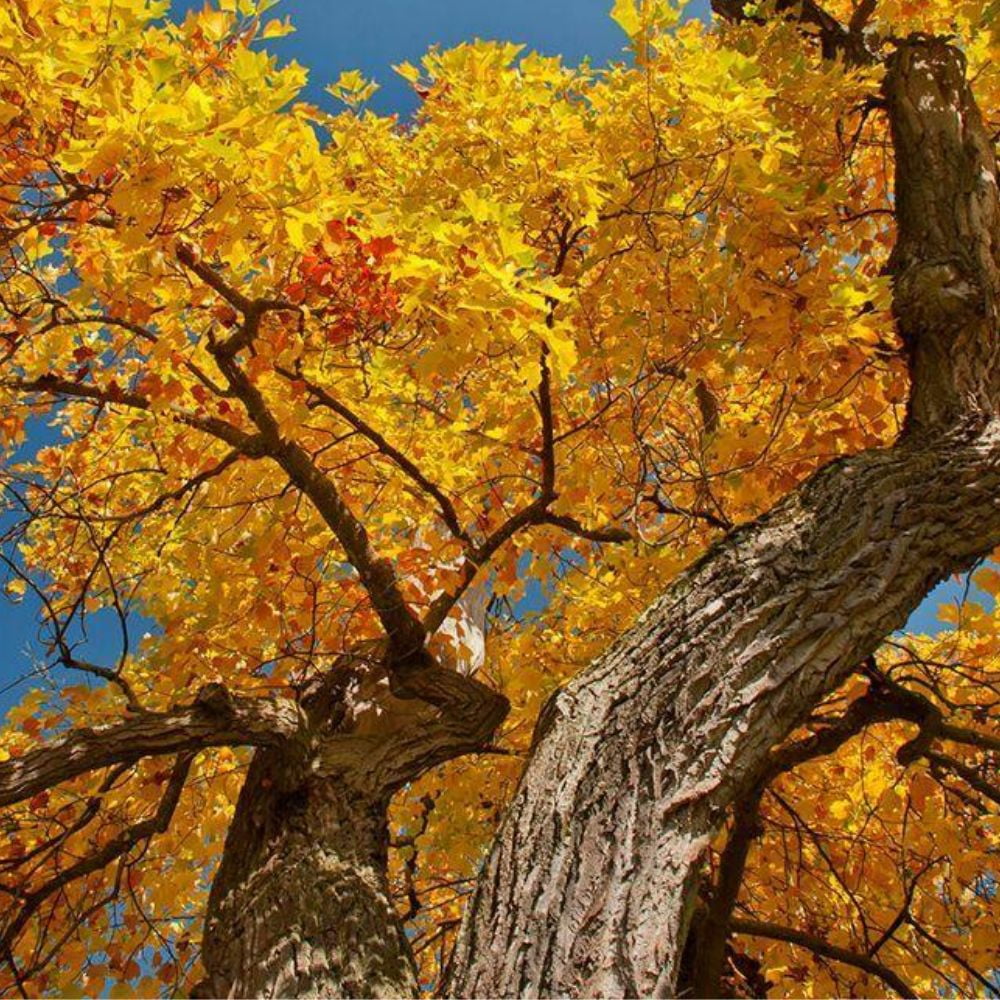 Expert Gardener 1-1.5 ft tall Tulip Poplar Live Tree in 1-Gallon Grower Pot