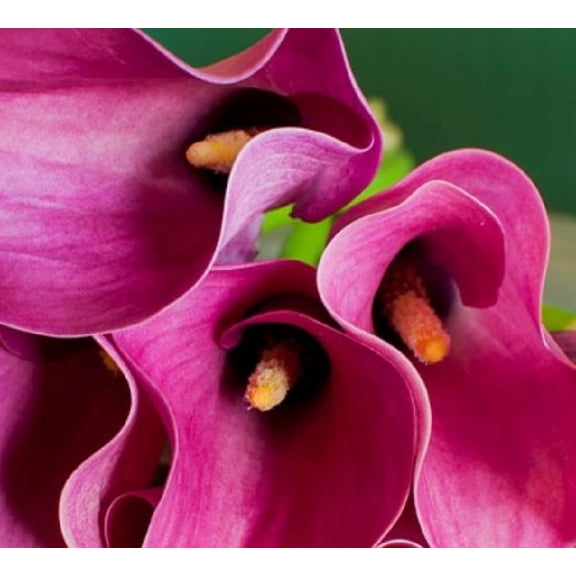 Zazu Supreme Calla Lily Bulb 14/16cm - Vivid Pink