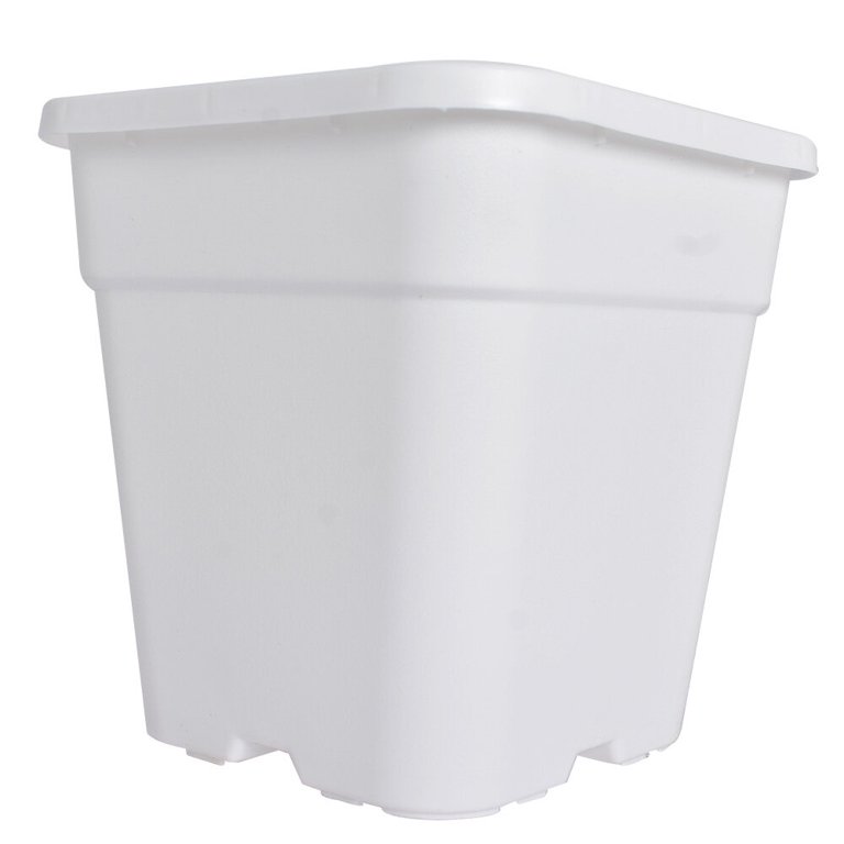 house plant palm Large Majesty Palm Houseplant with Planter - Large (3-4' tall) Sand Planter