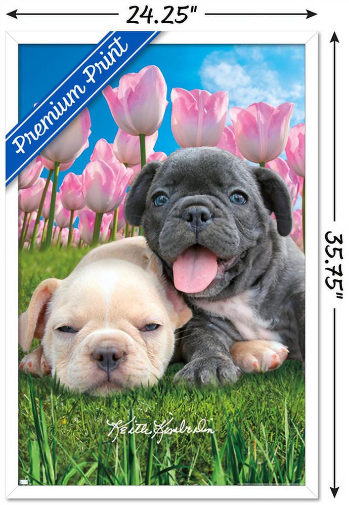 Keith Kimberlin - Bulldog Puppies Wall Poster, 22.375" x 34", Framed