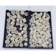 100 Mixed Dental Temporary Crown Kit Anterior Front Back Molar Teeth Realistic Oral Care Resin Crown Molar Teeth