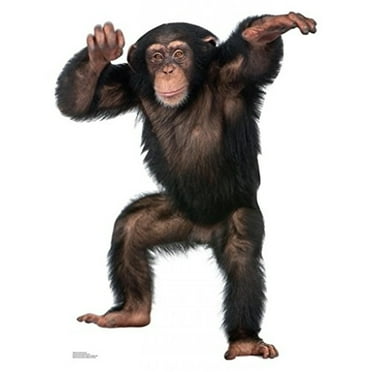 Advanced Graphics 1486 Young Chimpanzee - 42" x 33" Cardboard Standup