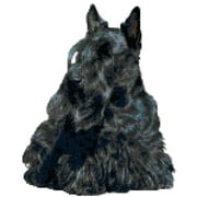 - Black Scottish Terrier Dog Portrait Counted Cross Stitch Pattern