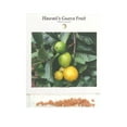 thumbnail image 6 of Hawaiian Tropical Guava Fruit Plant Seeds 1 Pack ( 20 Seeds Per Pack) Full Sun, 6 of 6