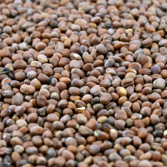 Organic Triton Radish Sprouting Seeds