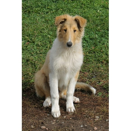 - Canvas Print Canine Collie Pet Happy Animal Cute Farm Dog Stretched Canvas 10 x 14