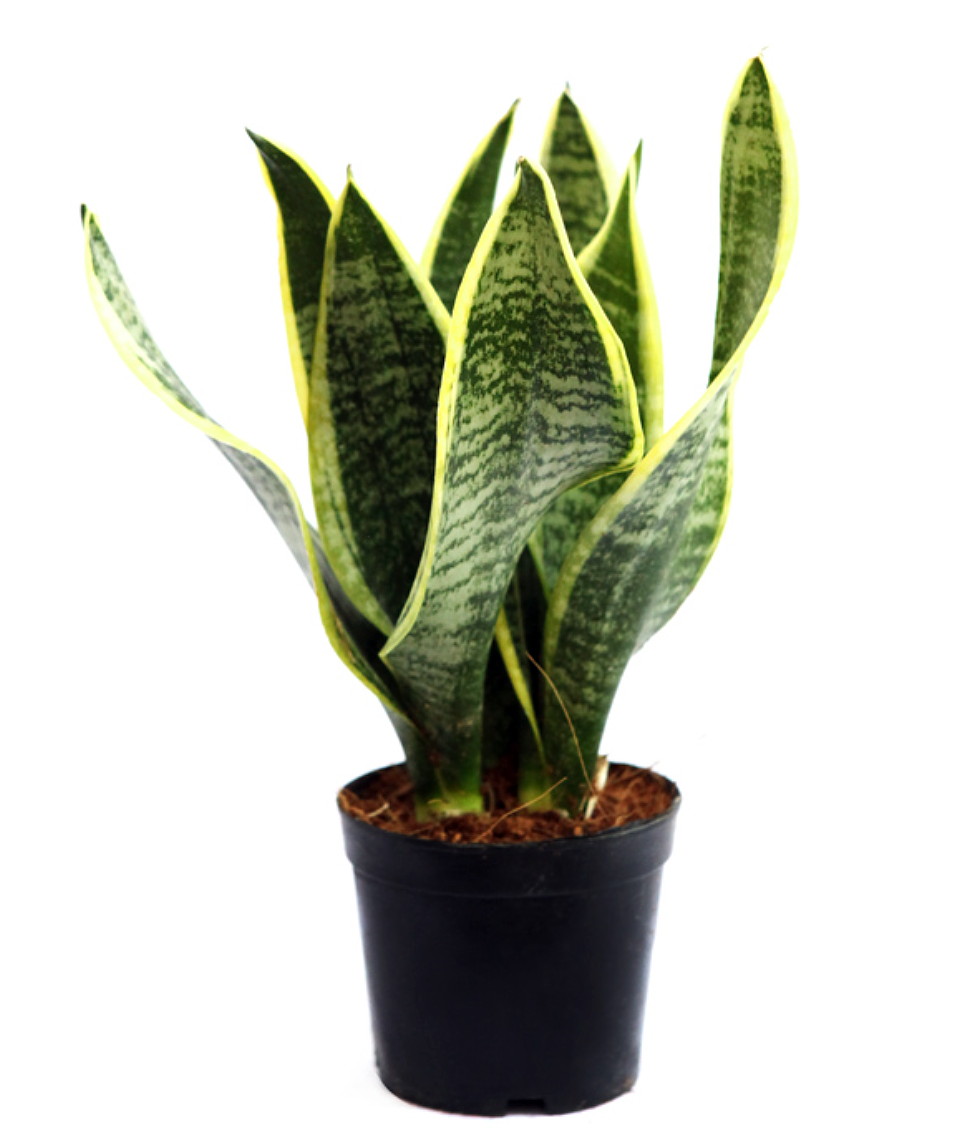 Superba Snake Plant - Sanseveria - Almost Impossible to kill - 4" Pot - image 3 of 4
