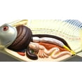 thumbnail image 2 of 3D Fish Dissection Model, 14" Length, 2 of 3