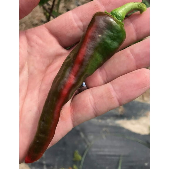 Striped Maule Mols Ladyfinger Pepper Premium Seeds Packet