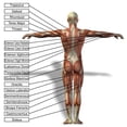 thumbnail image 2 of 3D H)uman Man Anatomy Wall Decal Sticker by Wallmonkeys Vinyl Peel and Stick Graphic (36 in H x 36 in W), 2 of 4
