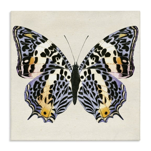 Stupell Industries Cottage Speckled Butterfly Sketch Canvas Art, 17 x 17, by Susan Arnot