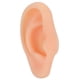 thumbnail image 3 of Modelo de oreja, modelo de oreja izquierda de silicona suave profesional Muestra de pantalla de oreja falsa para herramienta de ense?anza práctica de estudio(Oreja derecha) Saludable Fugacal  NO, 3 of 7