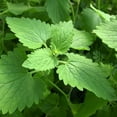thumbnail image 5 of 260 Seeds| Catnip Seeds - Authentic Seeds ~ GMO Free ~ Seeds~Flower seeds~ Vegetable seeds~ Asian Garden~ Flowers~ Herbs B5G1 #7006, 5 of 5