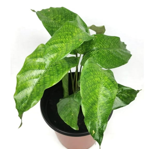 Calathea Musaica - Network Prayer Plant - Live Plant in a 6 Inch Growers Pot - Calathea Musaica 'Network' - Beautiful and Elegant Indoor Houseplants from The Nursery