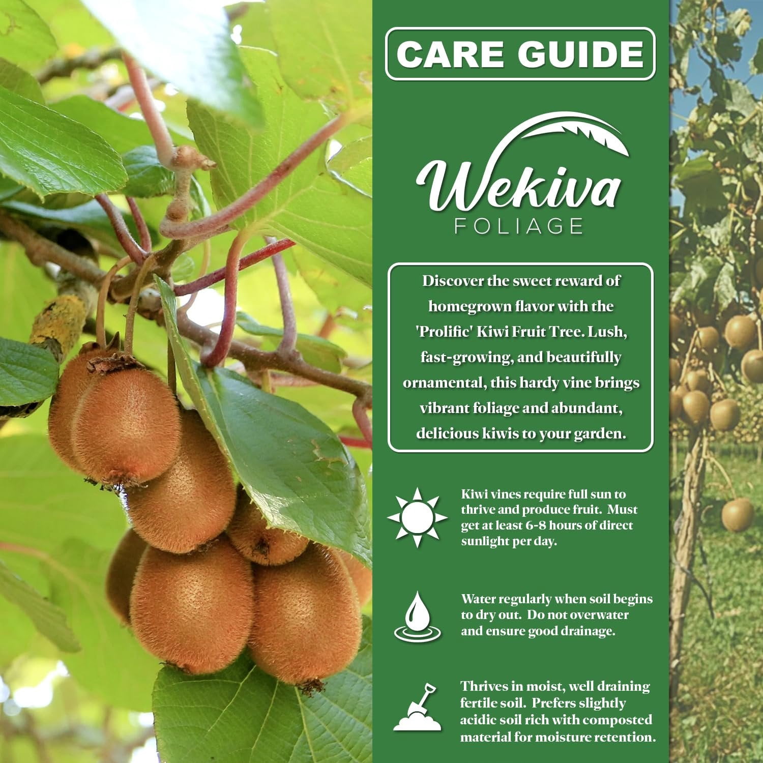 Kiwi Fruit Tree - Live Plant in a 1 Gallon Growers Pot - Actinidia Deliciosa - Beautiful Edible Vining Fruit Bearing Tree for Patio and Garden