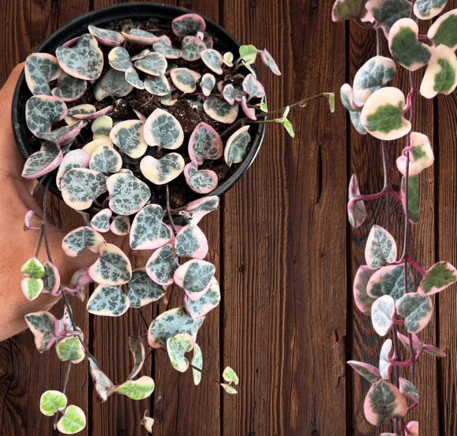 Variegated String of Hearts Plant Live, Pink String of Heart Plant 2 Inches Pot, Live Plant Indoor String of Hearts