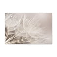 thumbnail image 2 of Soft Focus Dandelion At Sunset Seed Macro Closeup Canvas Wall Art for Home Decor Ready-to-Hang, 2 of 13