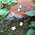 thumbnail image 3 of Ludlz 10Pcs Cute Cow Animal Figurines DIY Miniature Bonsai Fairy Garden Ornament Decor, 3 of 5