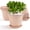 Pink, variant on FIASON 6 Pack 10 Inch Beige Embossed Plastic Plant Pots, Vine Pattern Flower Planters with Drainage Holes & Saucers, Indoor Outdoor Gardening Pots