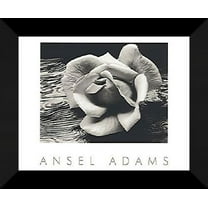 FrameToWall - Ansel Adams Framed Art 24x20 "Rose and Driftwood"
